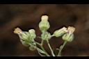 野茼蒿-花01.JPG