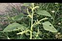 野莧菜-莖00.JPG