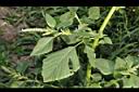 野莧菜12.JPG