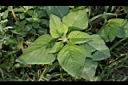 野莧菜22.JPG