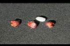 野薑花-種子11.jpg