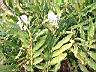 野薑花18.JPG