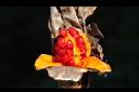 野薑花-實14.JPG