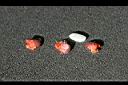 野薑花-種子10.jpg