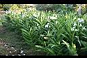野薑花06.jpg