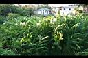 野薑花07.jpg