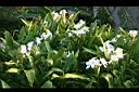 野薑花08.jpg