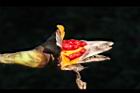 野薑花-實17.JPG
