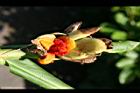 野薑花-實33.jpg