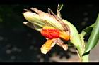 野薑花-實34.jpg