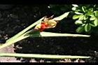 野薑花-實35.jpg