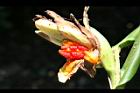 野薑花-實36.jpg