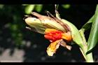 野薑花-實42.jpg