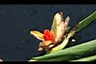 野薑花-實43.jpg