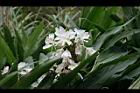 野薑花-花08.jpg