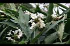 野薑花-花09.jpg