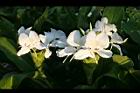 野薑花-花10.jpg