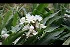 野薑花-花13.jpg