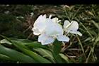 野薑花-花18.jpg