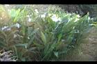 野薑花06.jpg