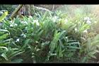 野薑花07.jpg