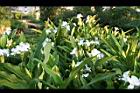 野薑花08.jpg