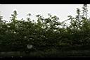 野薔薇-綠廊0.jpg