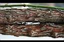 野薔薇-莖02.jpg