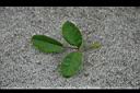 野薔薇-葉0.jpg