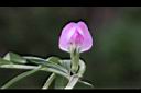 野豌豆-花09.JPG