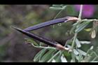 野豌豆-熟果00.JPG