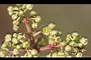 野鴉椿-花05.jpg