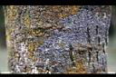 野鴉椿-莖皮2.jpg