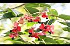 野鴉椿-實45.JPG