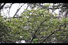 野鴉椿-枝葉.jpg