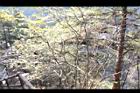 野鴉椿06.JPG