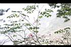 野鴉椿07.JPG