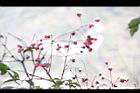 野鴉椿08.JPG
