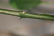 金橘-枝0.jpg