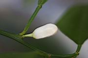 金橘-花苞0.jpg