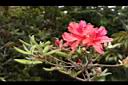 金毛杜鵑-花24.JPG