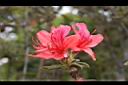 金毛杜鵑-花28.JPG