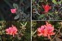 金毛杜鵑-花3.jpg