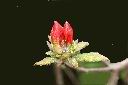 金毛杜鵑-花苞08.jpg
