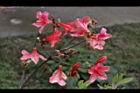 金毛杜鵑-花04.jpg