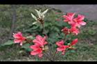 金毛杜鵑-花05.jpg
