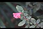 金毛杜鵑-花13.jpg