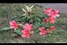 金毛杜鵑-花17.jpg