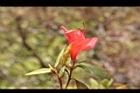 金毛杜鵑-花21.JPG