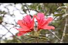 金毛杜鵑-花34.JPG